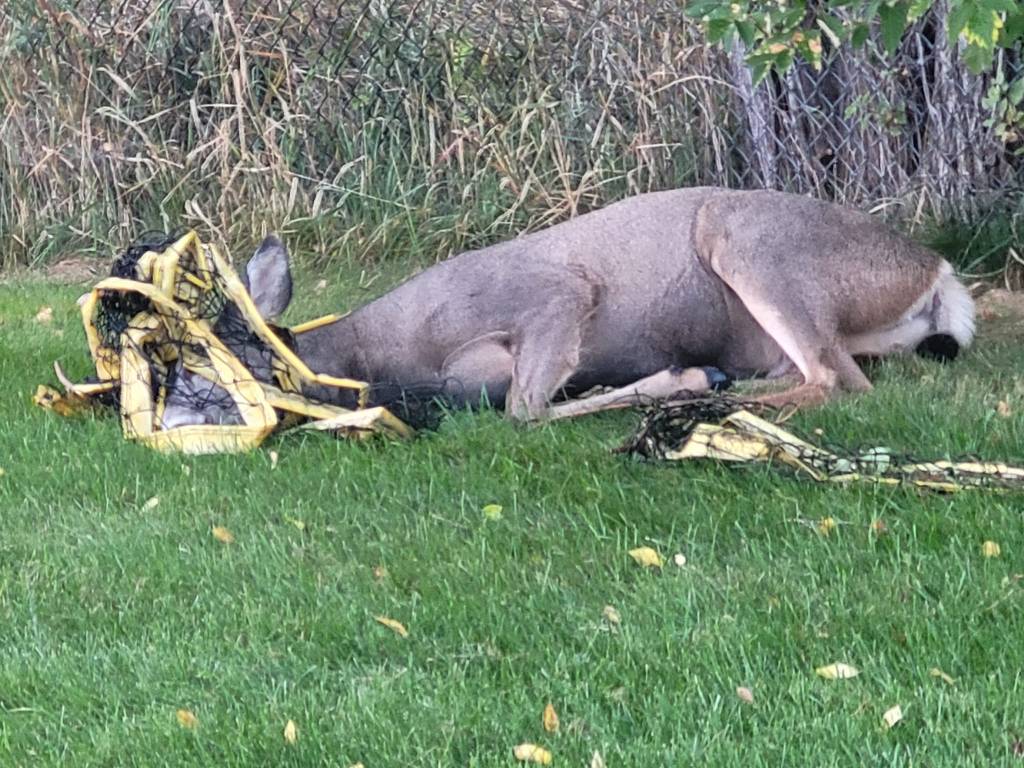 iN PHOTOS: Deer with stuff stuck on their antlers in Okanagan, Kamloops | iNFOnews.ca iN PHOTOS: Deer with stuff stuck on their antlers in Okanagan, Kamloops | iNFOnews.ca