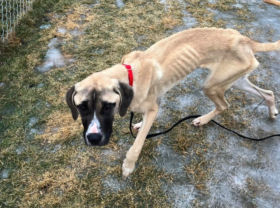 An emaciated dog.