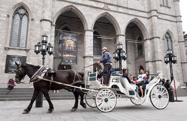 Renewed calls for ban on caleches after horse collapses in Old Montreal | iNFOnews.ca Renewed calls for ban on caleches after horse collapses in Old Montreal | iNFOnews.ca