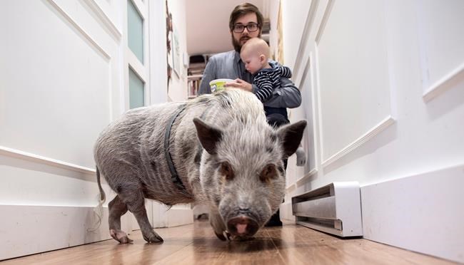Montreal couple hoping city lets them keep beloved pet pig named Babe | iNFOnews.ca