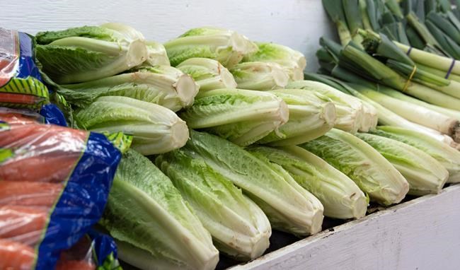 Food agency taking steps to prevent entry of lettuce suspected in E. coli cases | iNFOnews.ca CP1179902644