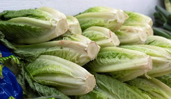 Three more cases of E. coli confirmed, none found in tested Canadian lettuce | iNFOnews.ca Three more cases of E. coli confirmed, none found in tested Canadian lettuce | iNFOnews.ca