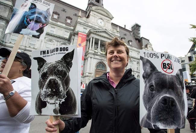 Montreal city council set to weigh merits of proposed pit bull bylaw | iNFOnews.ca Montreal city council set to weigh merits of proposed pit bull bylaw | iNFOnews.ca