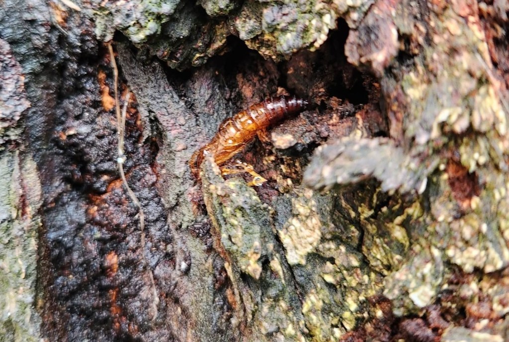 iN PHOTOS: Five caterpillars eating gardens in the Thompson-Okanagan | iNFOnews.ca iN PHOTOS: Five caterpillars eating gardens in the Thompson-Okanagan | iNFOnews.ca