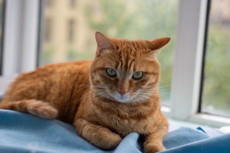 a ginger cat sits by a window.