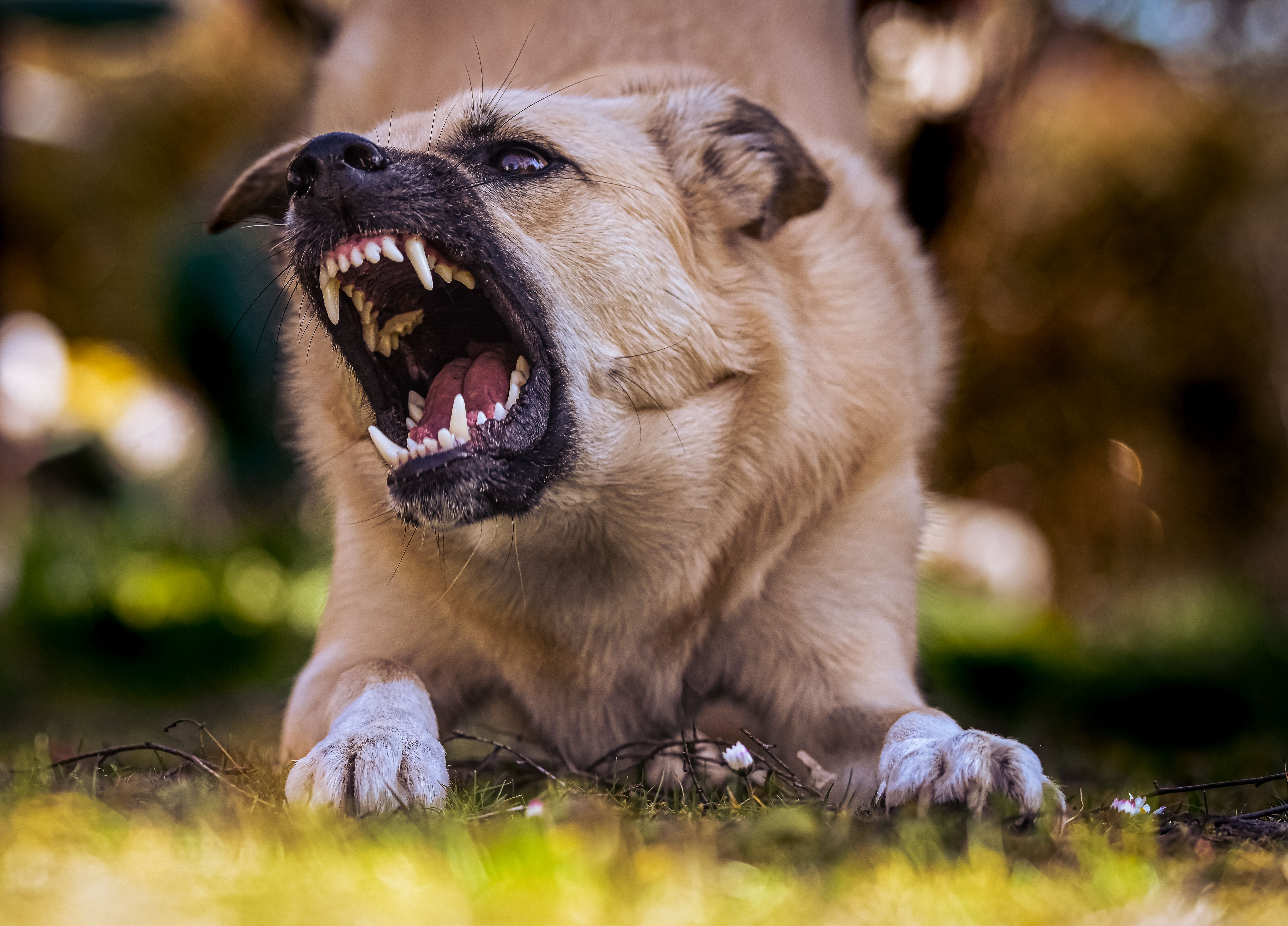 An aggressive dog shows its teeth.