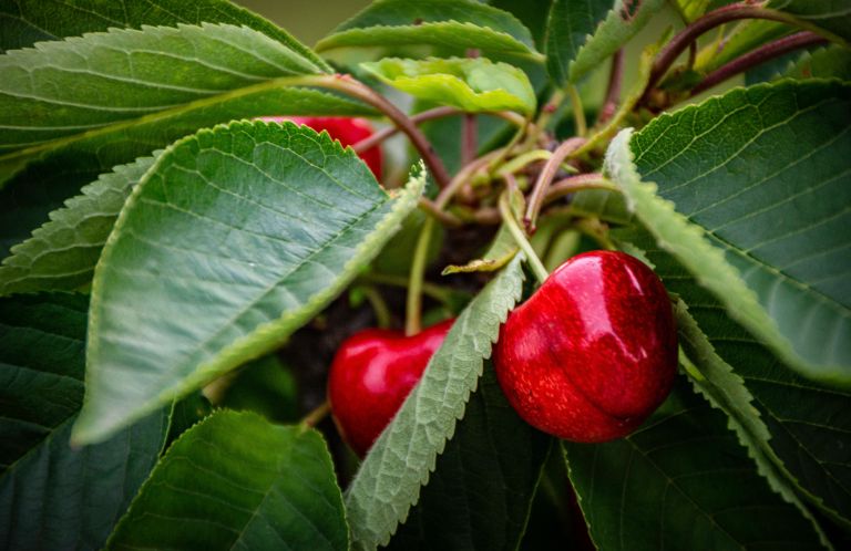 Ripe cherries on a cherry tree.