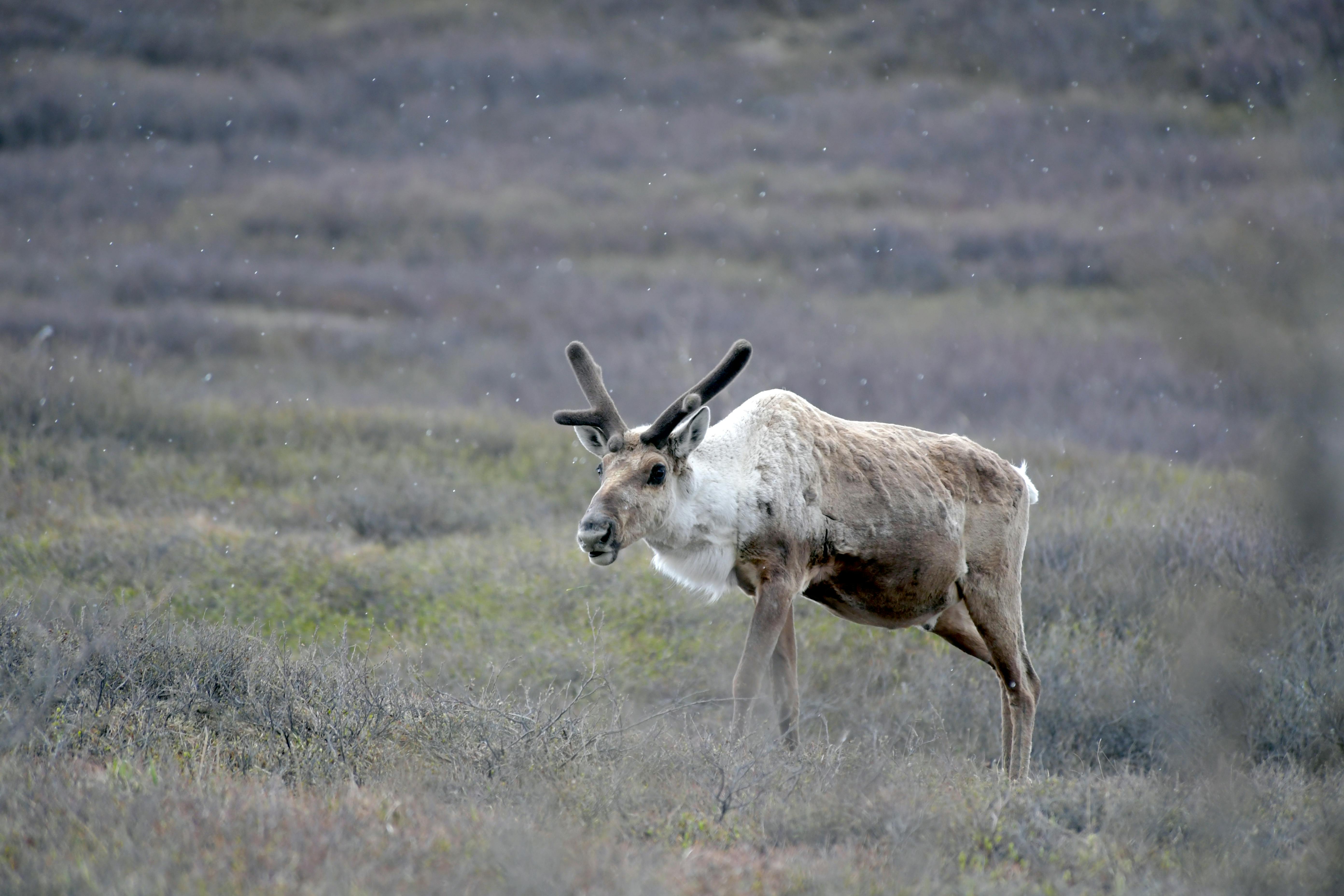 A caribou stands in an open grass land.