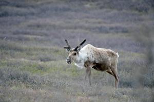 A caribou stands in an open grass land.