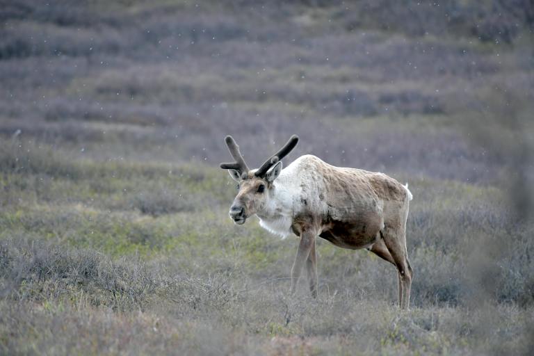 A caribou stands in an open grass land.