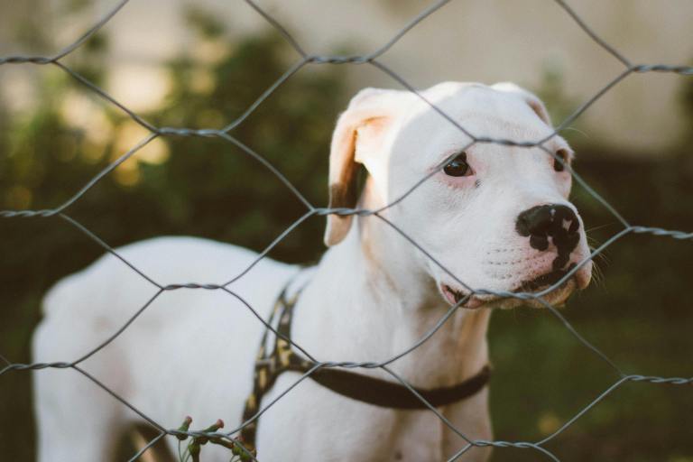 A pit bull terrier stares through a wire fence.