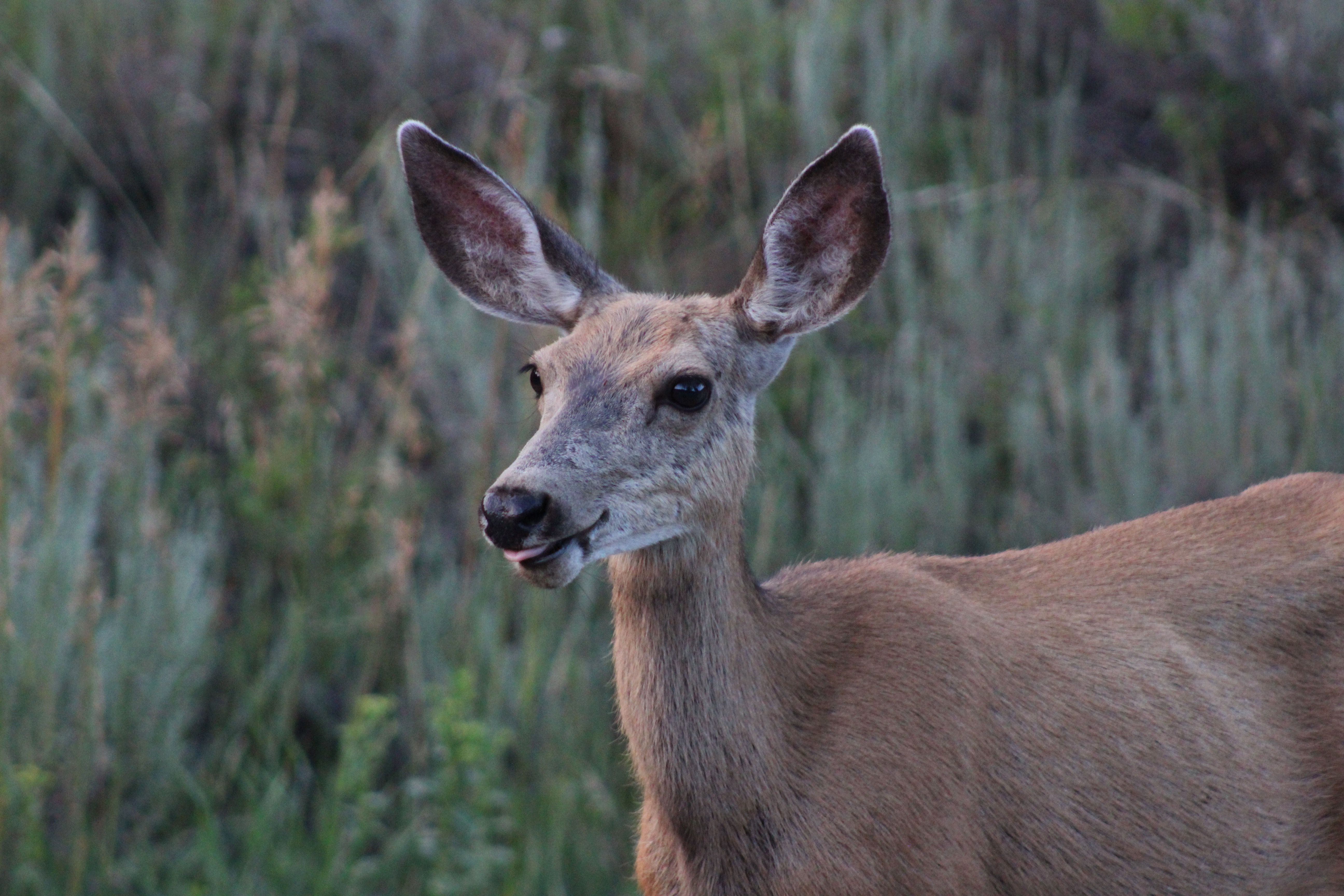A mule deer without antlers.