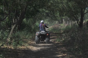 a quad drives throughr a forest.