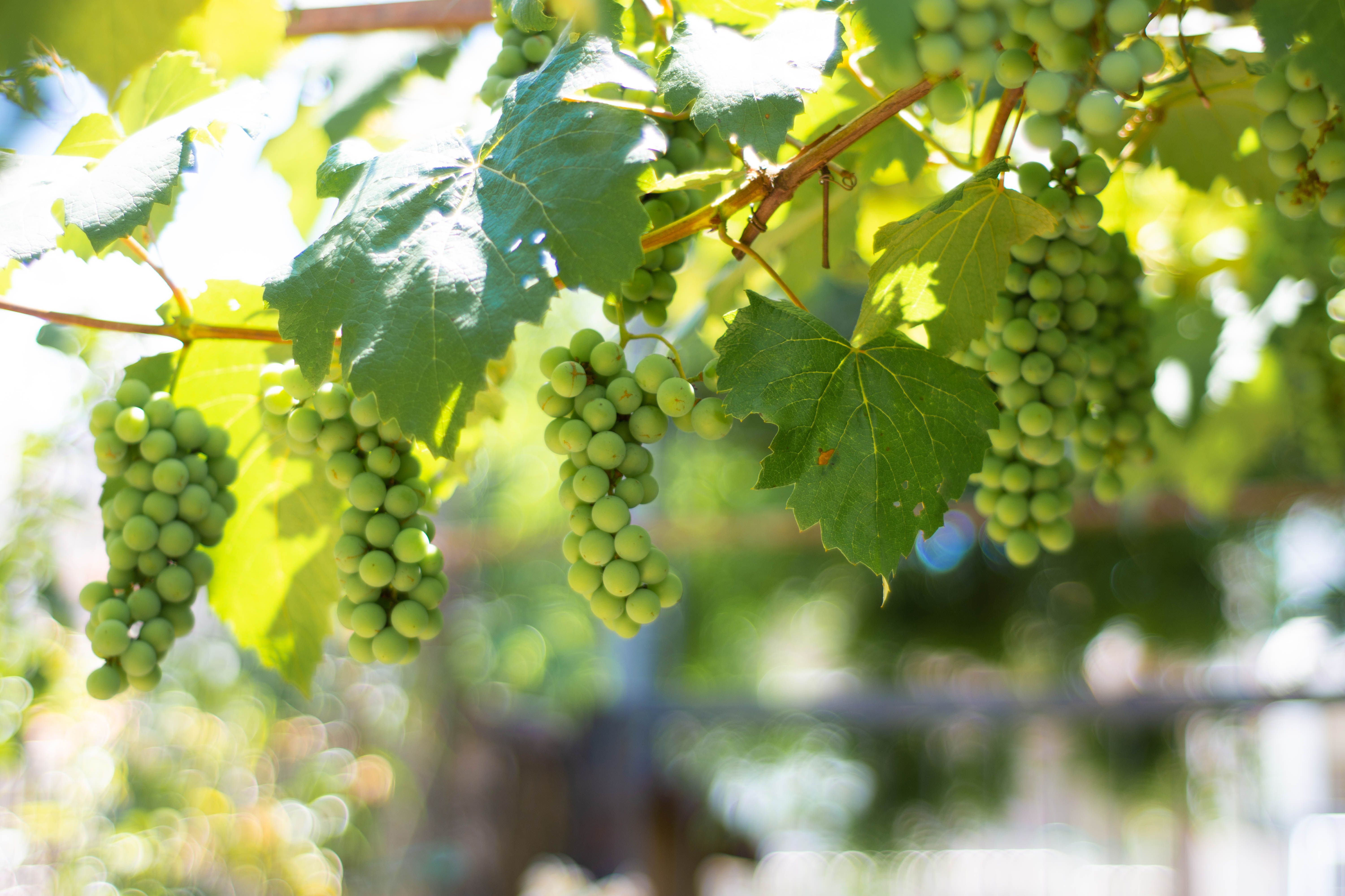 grapes hand on a vine