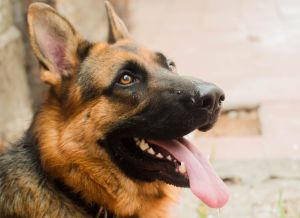A German shepherd dog with its tongue out.