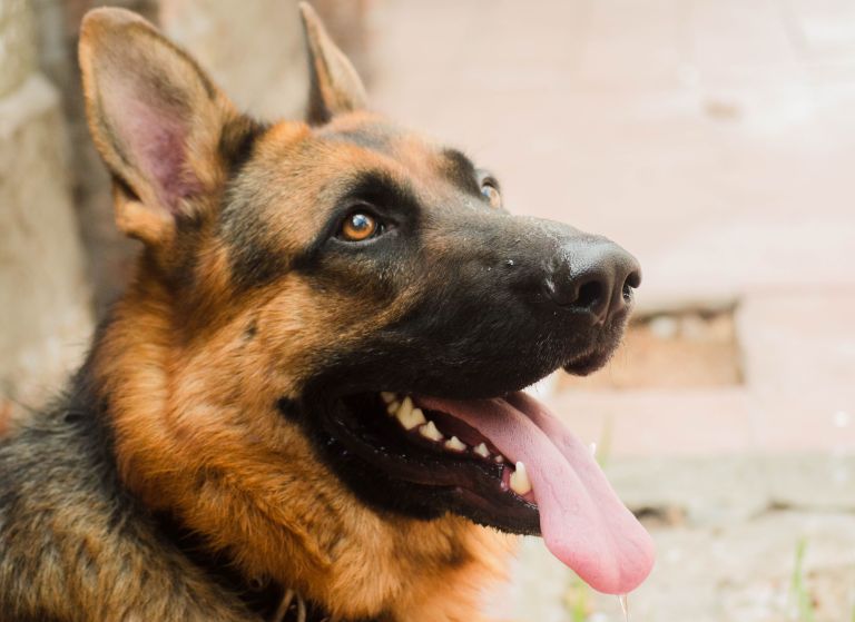 A German shepherd dog with its tongue out.