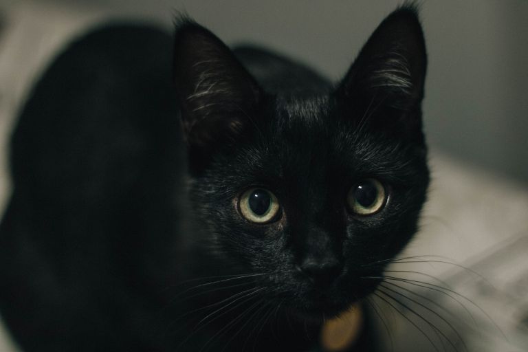 A black cat.