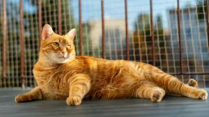 A ginger cat relaxes in a catio enclosure
