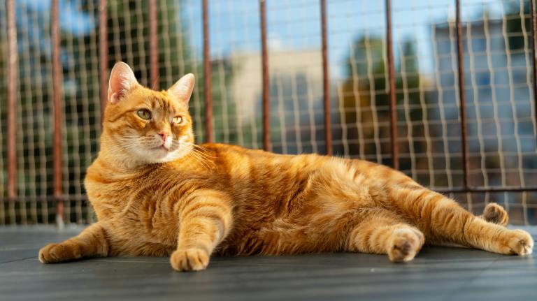 A ginger cat relaxes in a catio enclosure