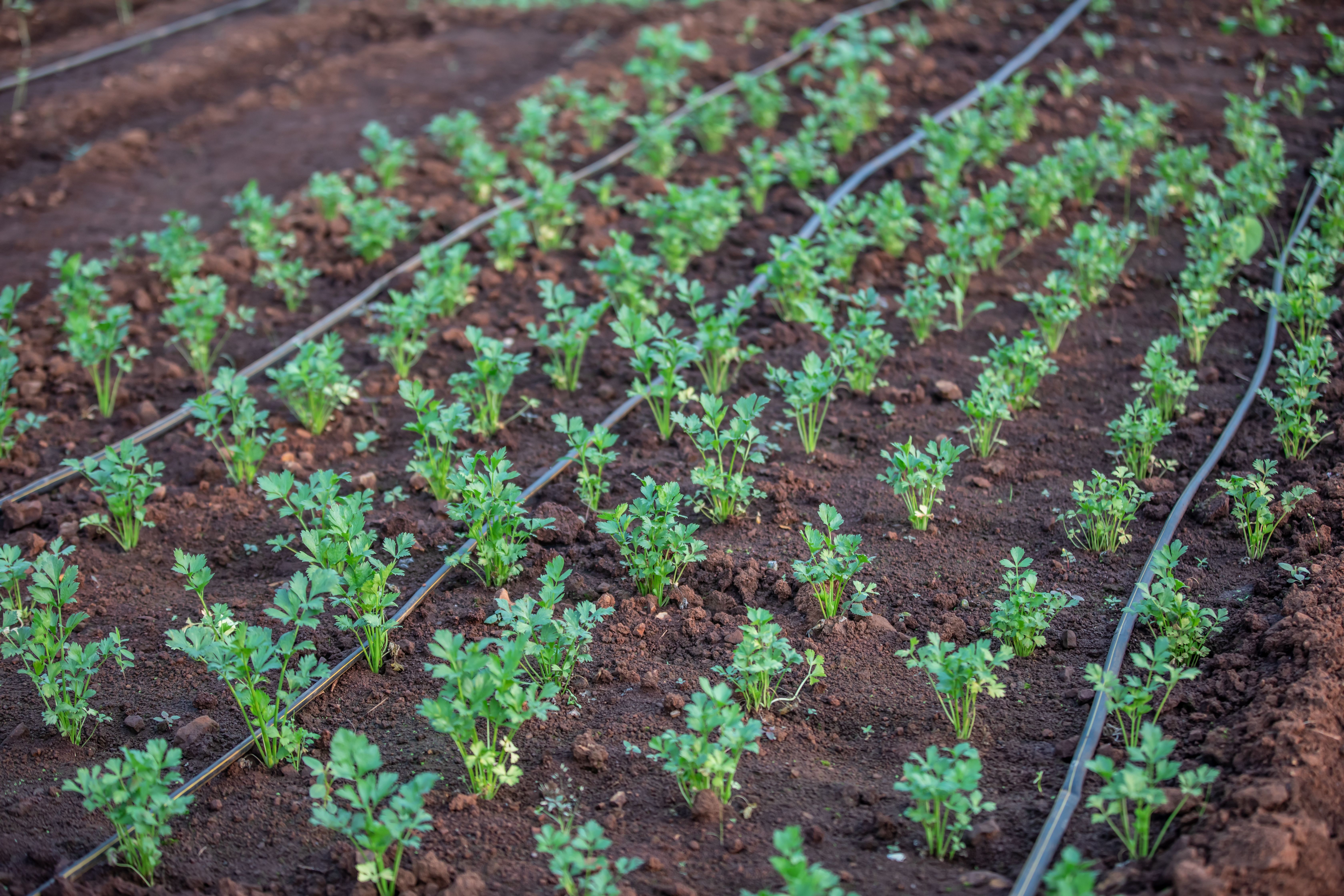 Rows of plants being watered with drip irrigation.
