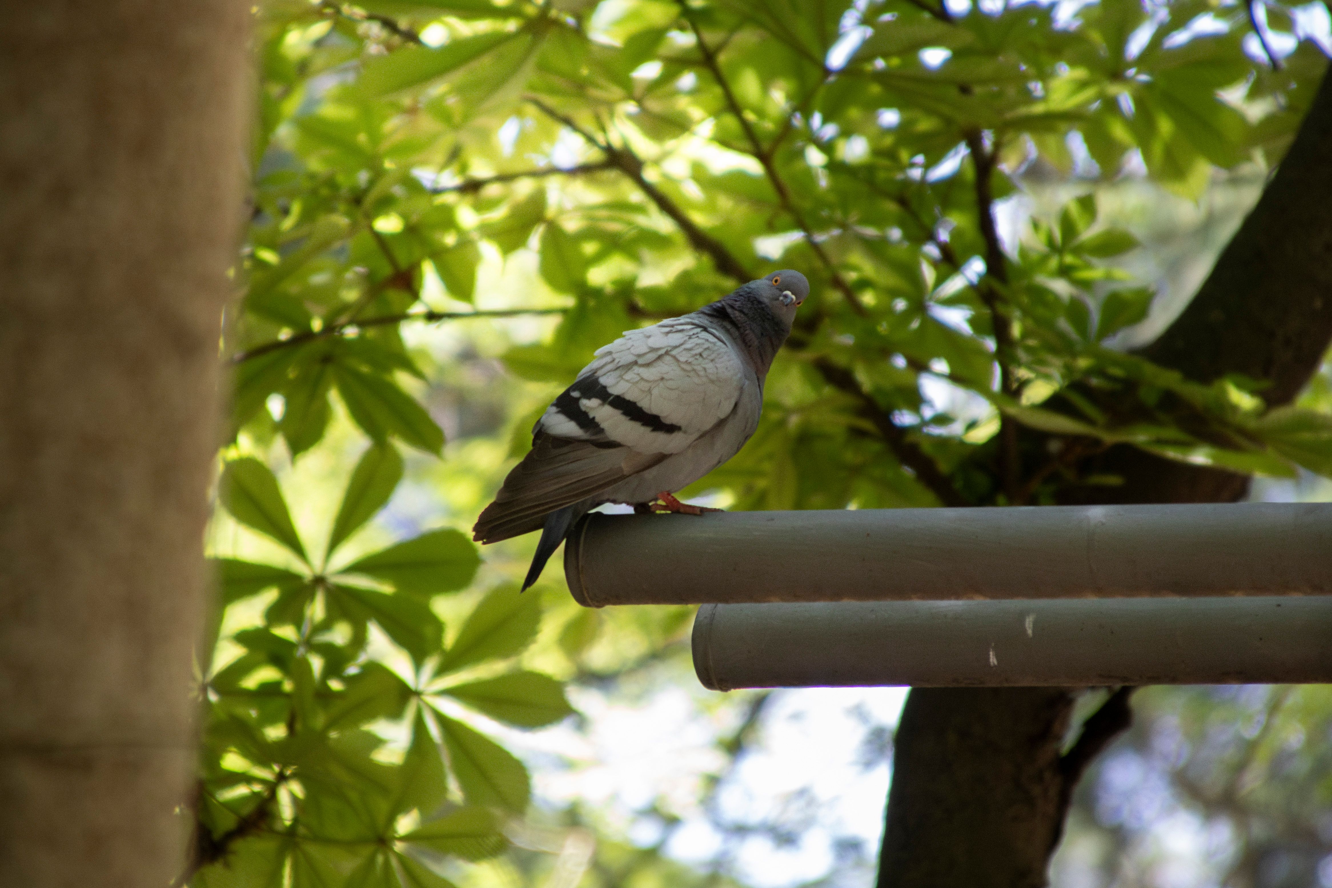 A pigeon is perched on a sunny day with green leaves in the background.