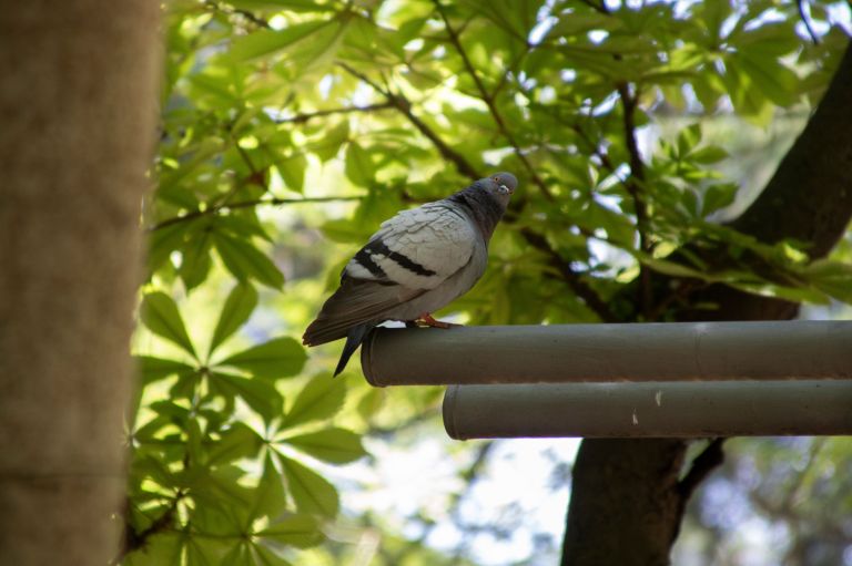 A pigeon is perched on a sunny day with green leaves in the background.