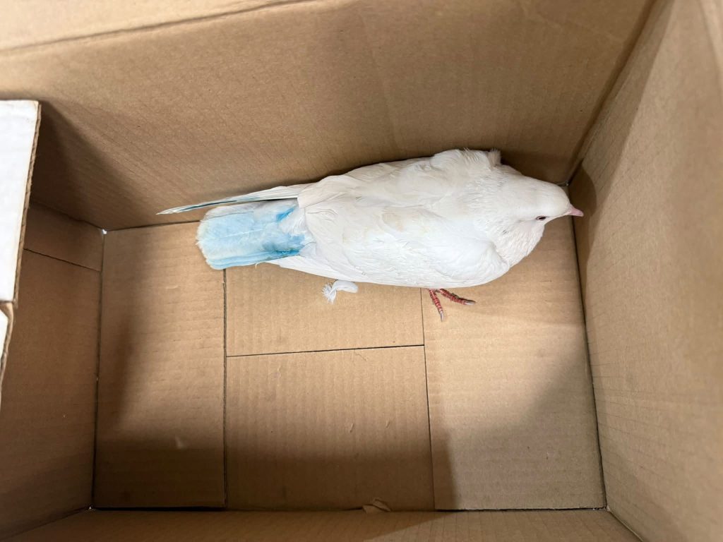 Merritt's decision to ban release of pigeons may net the wrong birds | iNFOnews.ca A pigeon with blue paint on it's tail feather in a cardboard box.