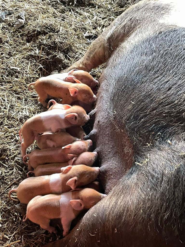iN PHOTOS: Spring animal babies on farms in Okanagan, Kamloops | iNFOnews.ca iN PHOTOS: Spring animal babies on farms in Okanagan, Kamloops | iNFOnews.ca