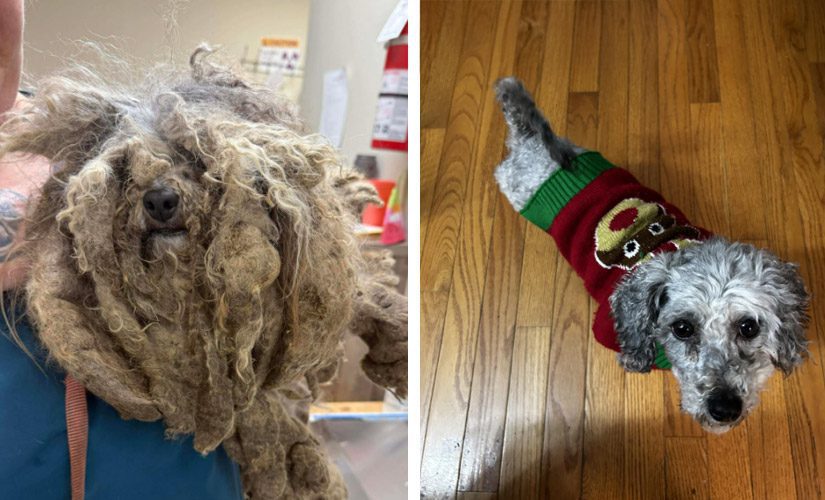 iN PHOTOS: Rescued animals living their best lives in BC | iNFOnews.ca