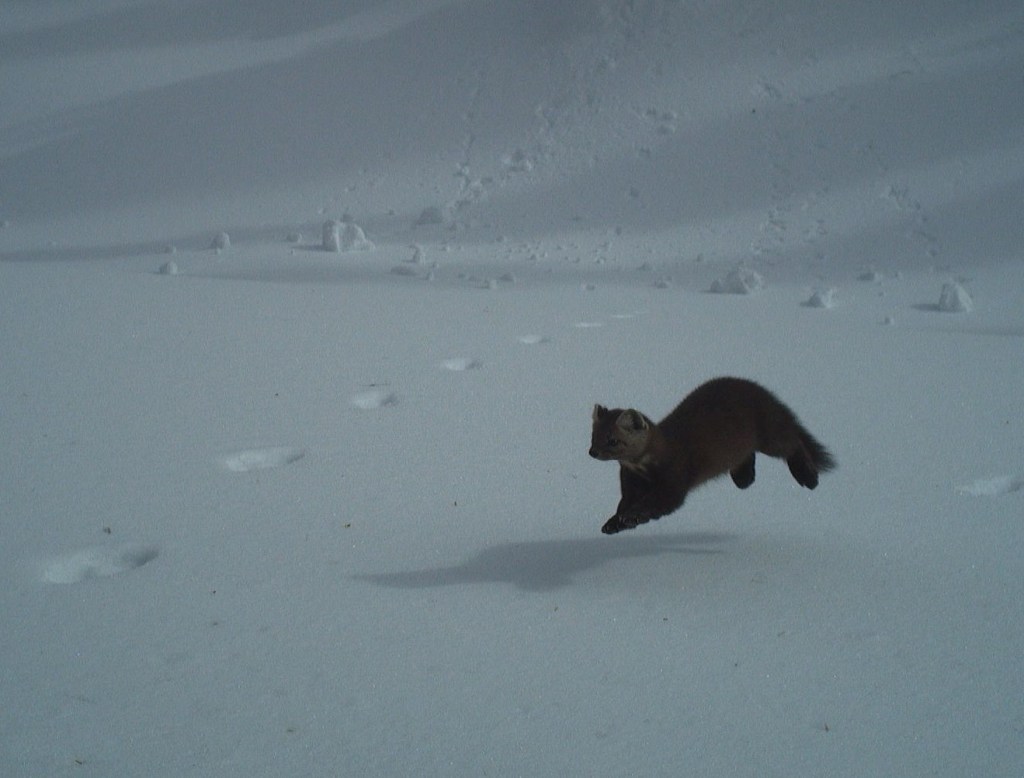 iN PHOTOS: Elusive pine marten caught on camera in North Okanagan forest | iNFOnews.ca