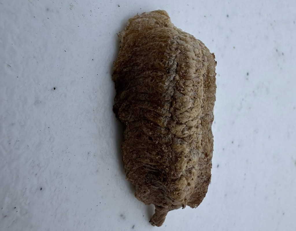 iN PHOTOS: Bizarre looking insects emerge in Thompson-Okanagan | iNFOnews.ca