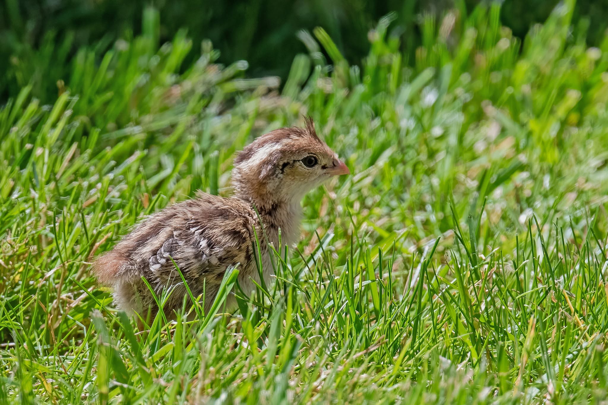 A quail chick in the grass.