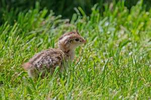 A quail chick in the grass.