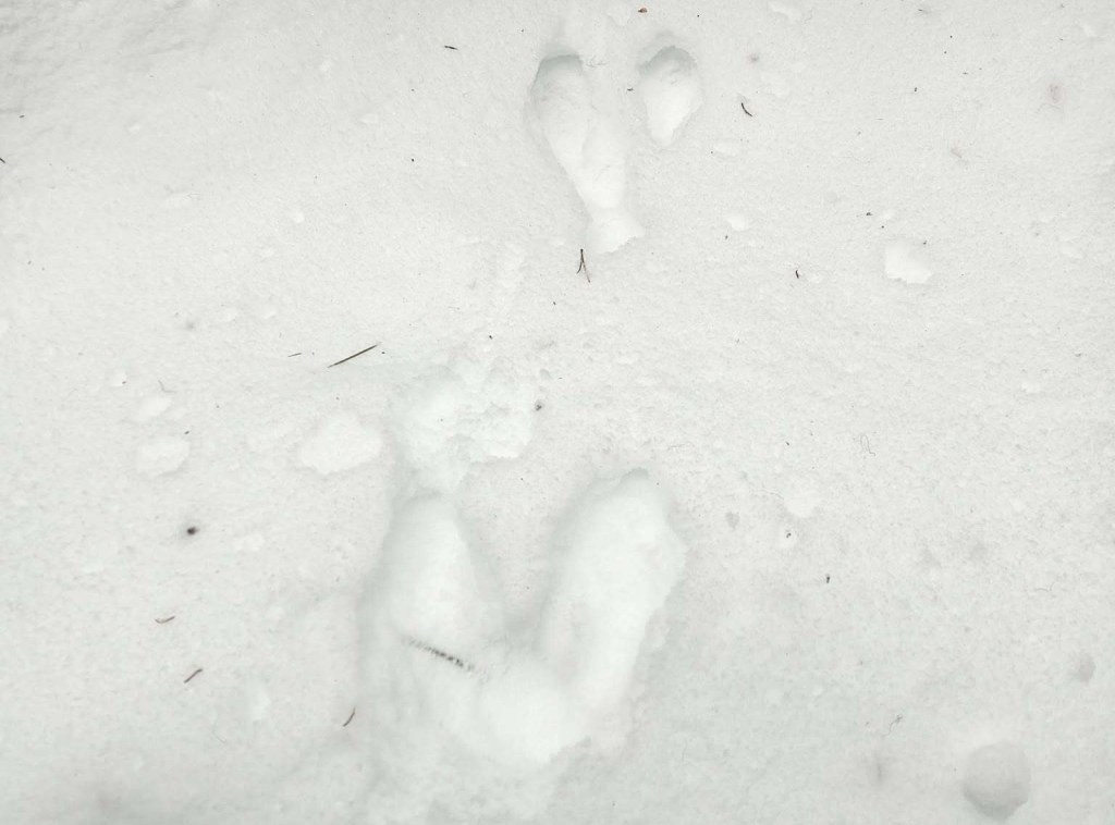 iN PHOTOS: Wild animals make cool tracks in Thompson-Okanagan snow | iNFOnews.ca iN PHOTOS: Wild animals make cool tracks in Thompson-Okanagan snow | iNFOnews.ca