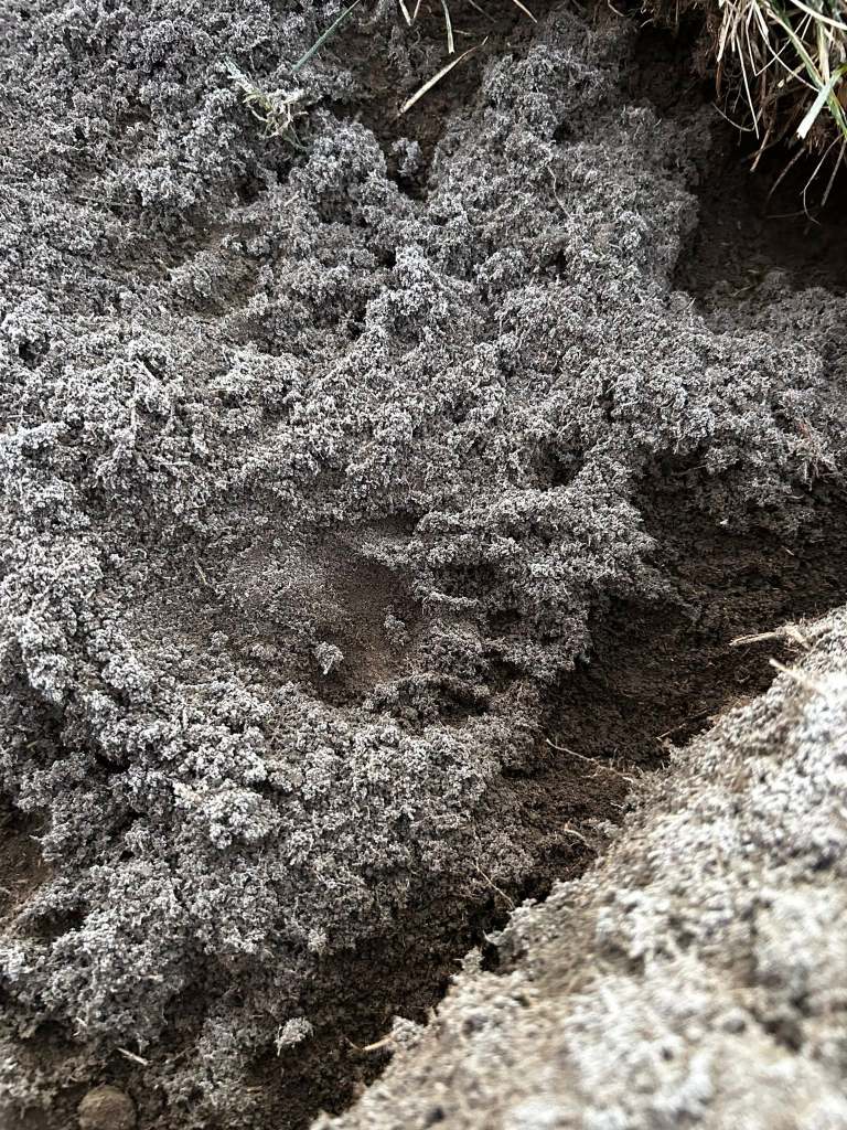 'Pretty shocking': Kamloops lawn destroyed by mysterious critter | iNhome