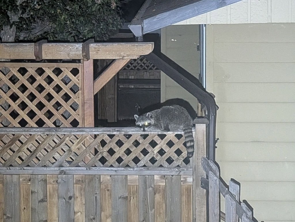 iN PHOTOS: Fall season prime time for raccoon activity in Thompson-Okanagan | iNFOnews.ca