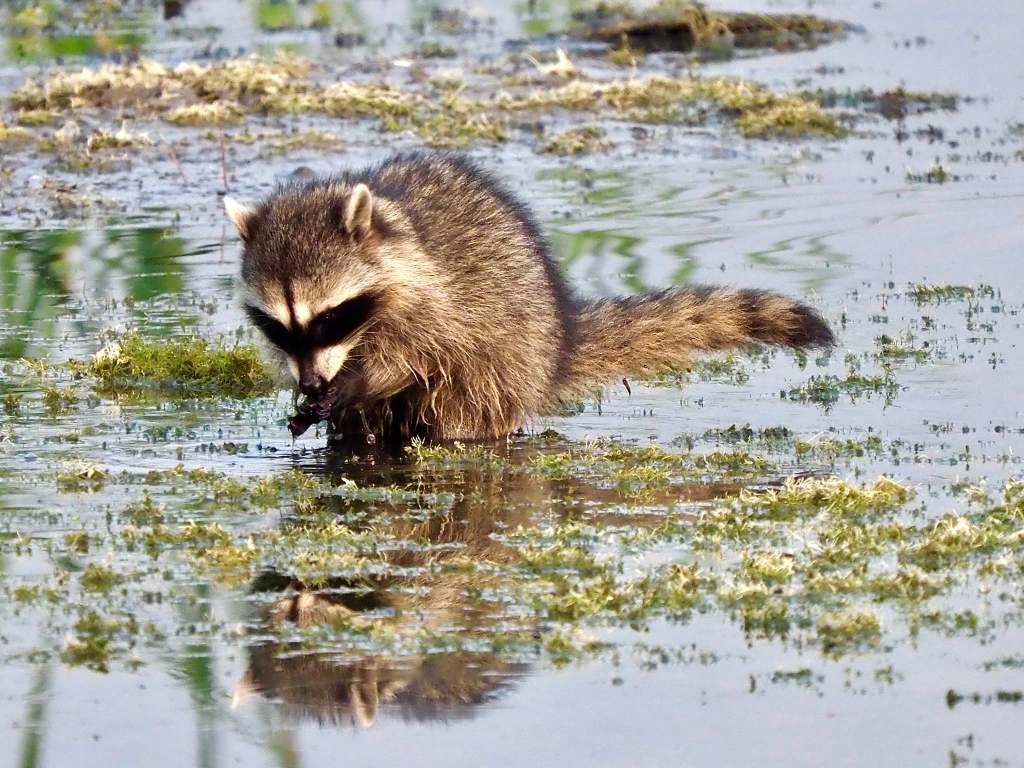 iN PHOTOS: Fall season prime time for raccoon activity in Thompson-Okanagan | iNFOnews.ca