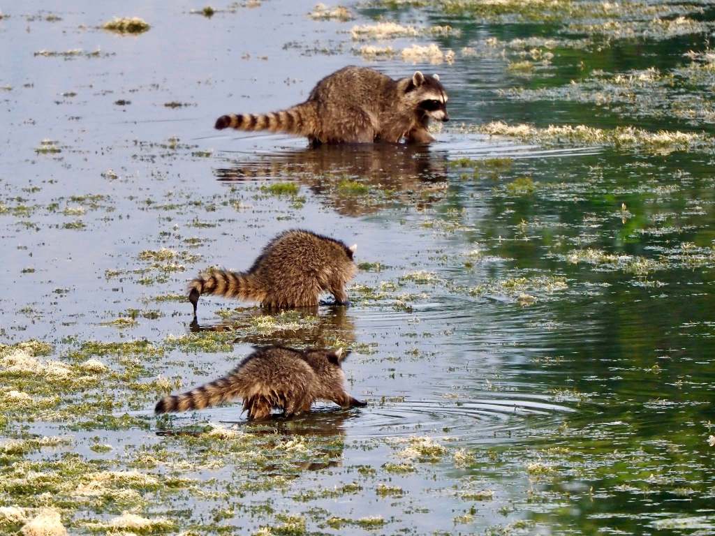 iN PHOTOS: Fall season prime time for raccoon activity in Thompson-Okanagan | iNFOnews.ca
