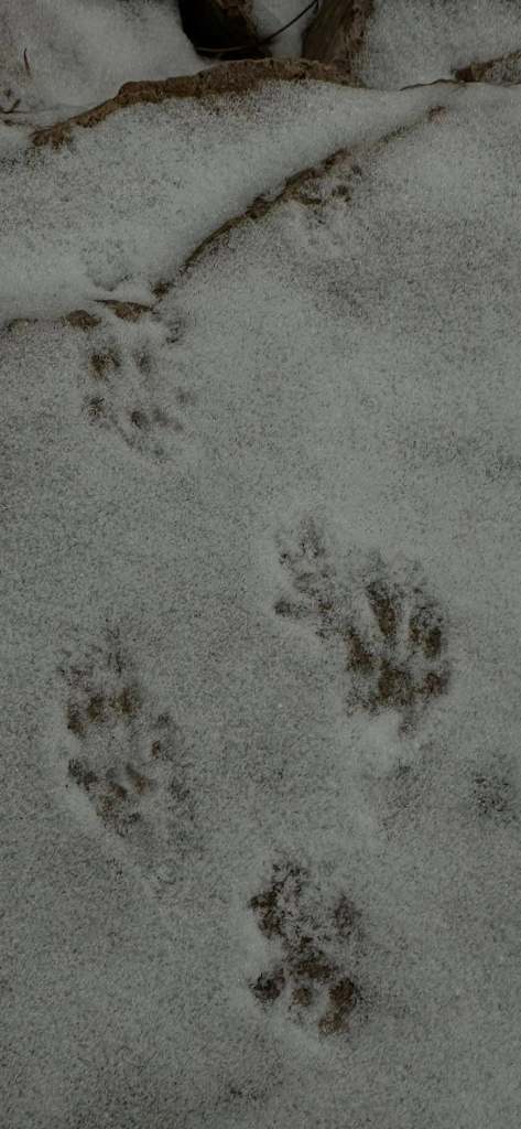 iN PHOTOS: Wild animals make cool tracks in Thompson-Okanagan snow | iNFOnews.ca iN PHOTOS: Wild animals make cool tracks in Thompson-Okanagan snow | iNFOnews.ca