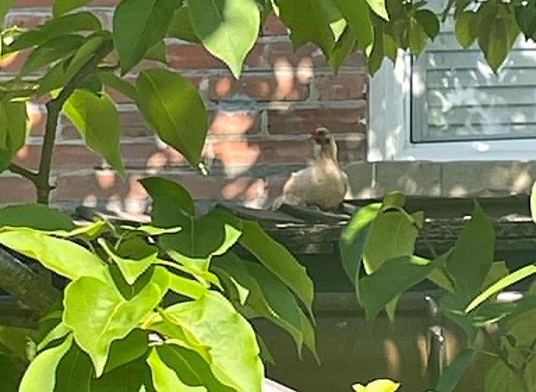 A chicken is perched on a roof.