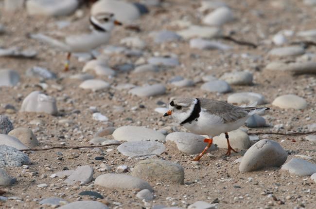 Overflowing Great Lakes pose new threat for endangered bird | iNFOnews.ca CP921069531