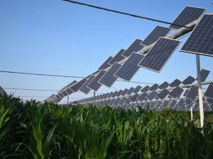 Solar panels are seen above a crop in a field.