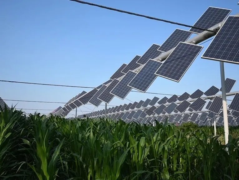 Solar panels are seen above a crop in a field.