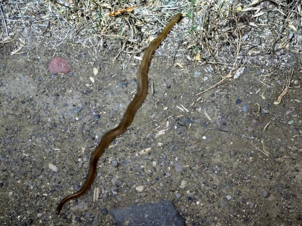 iN PHOTOS: Northern rubber boas warm up on trails in Thompson-Okanagan | iNFOnews.ca