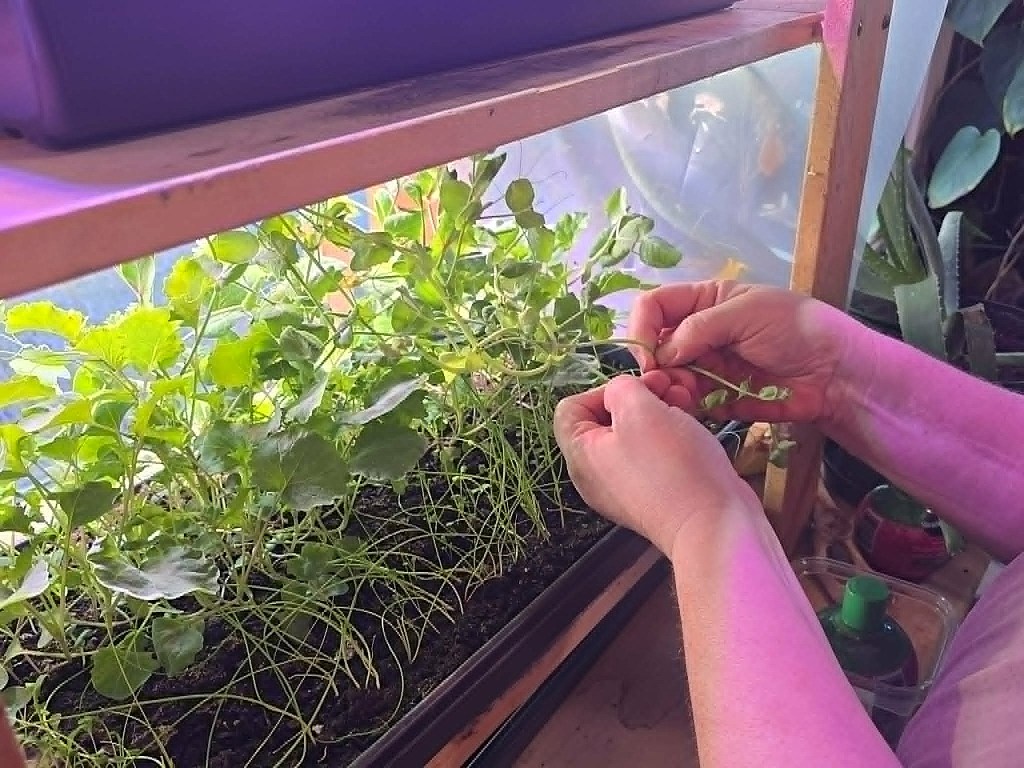 Kamloops couple turns tiny space into year round healthy food buffet | iNhome Kamloops couple turns tiny space into year round healthy food buffet | iNhome