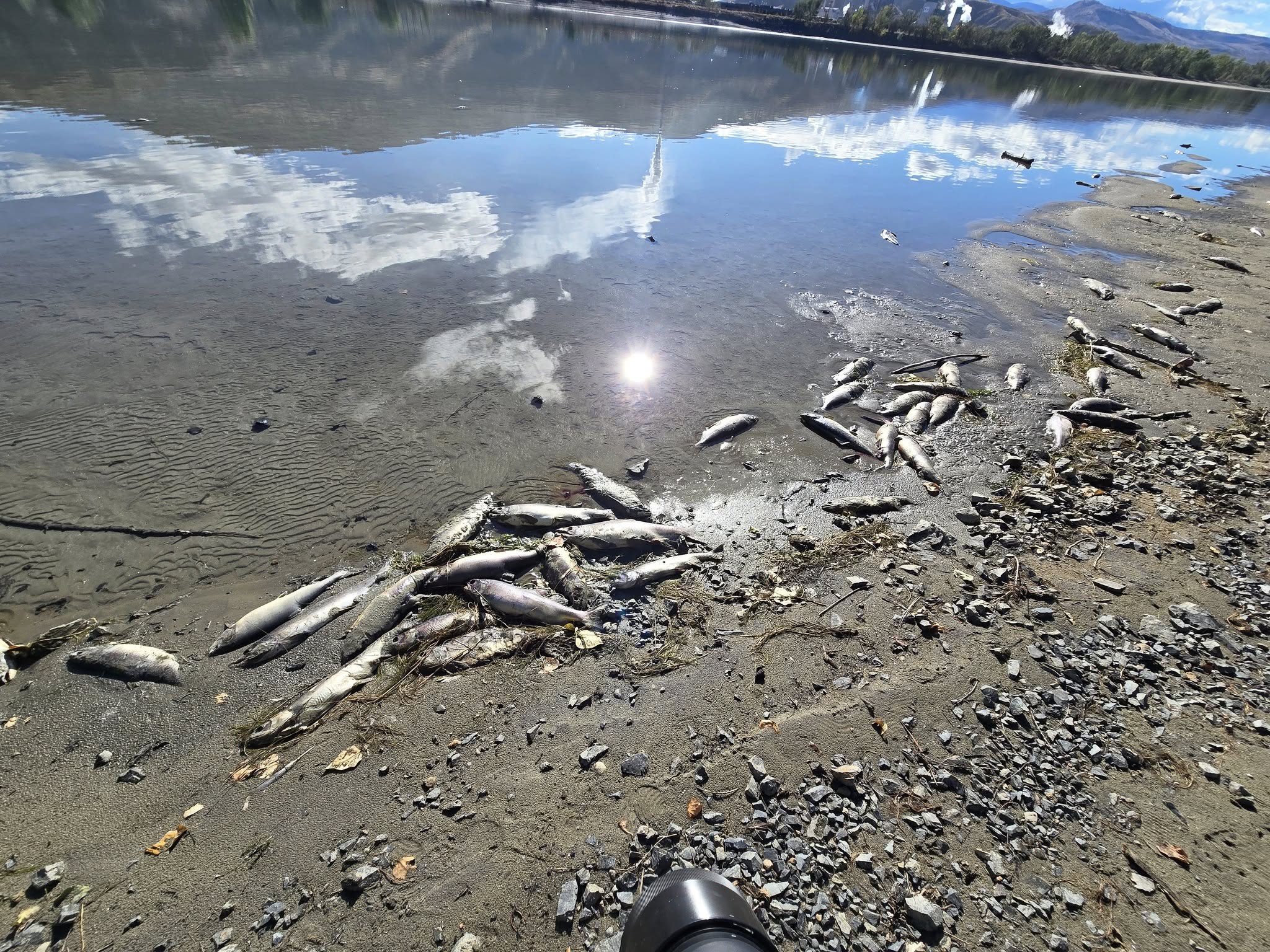 Roughly forty grey salmon carcasses are strewn on a beach along a clear, calm river.