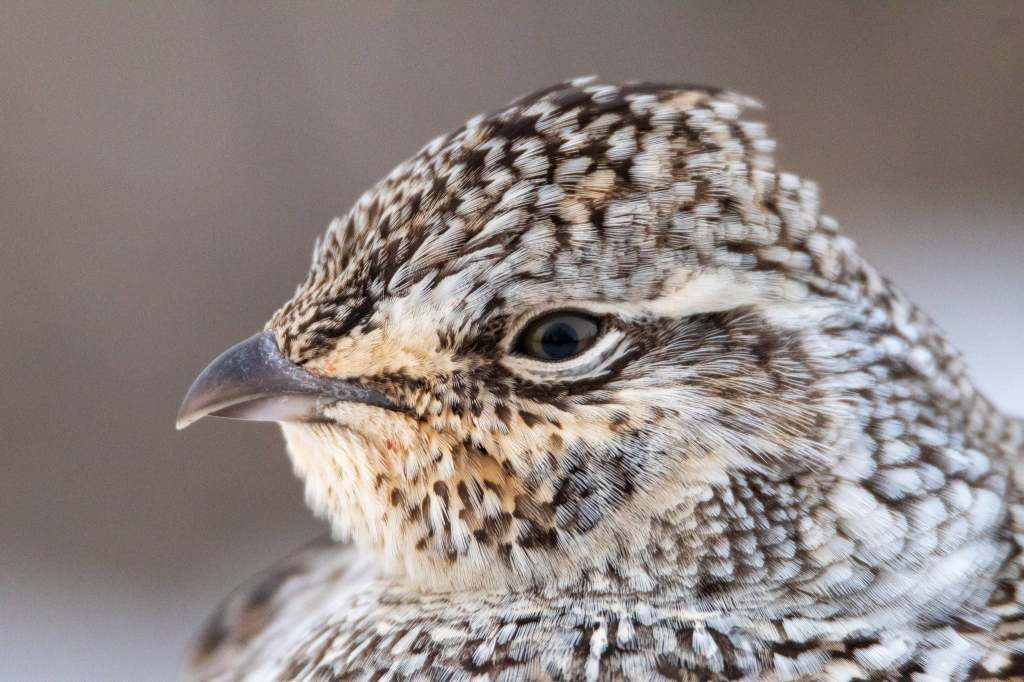 iN PHOTOS: Four species of grouse in the Thompson-Okanagan | iNFOnews.ca iN PHOTOS: Four species of grouse in the Thompson-Okanagan | iNFOnews.ca