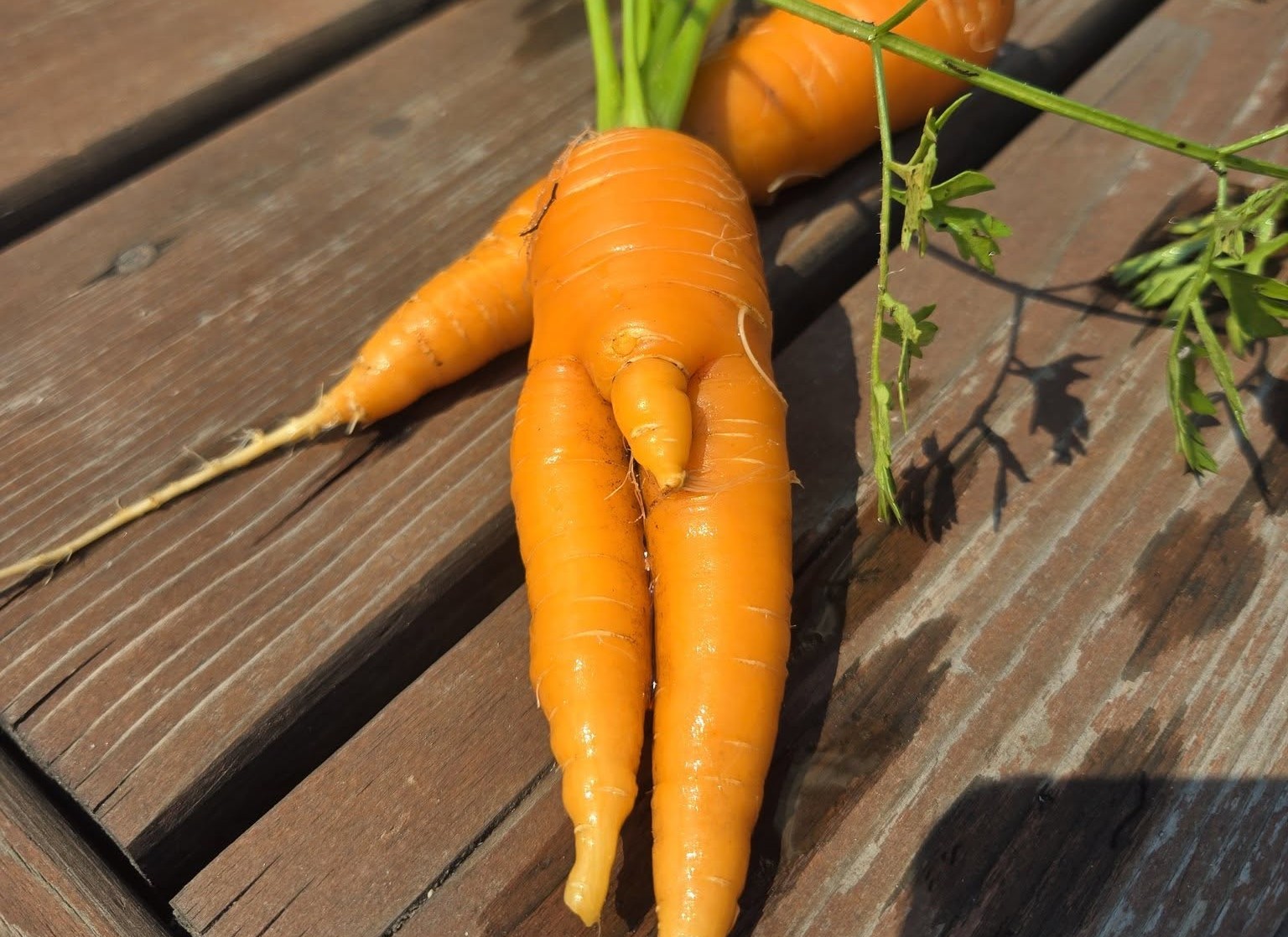 A carrot looks like it has three legs.