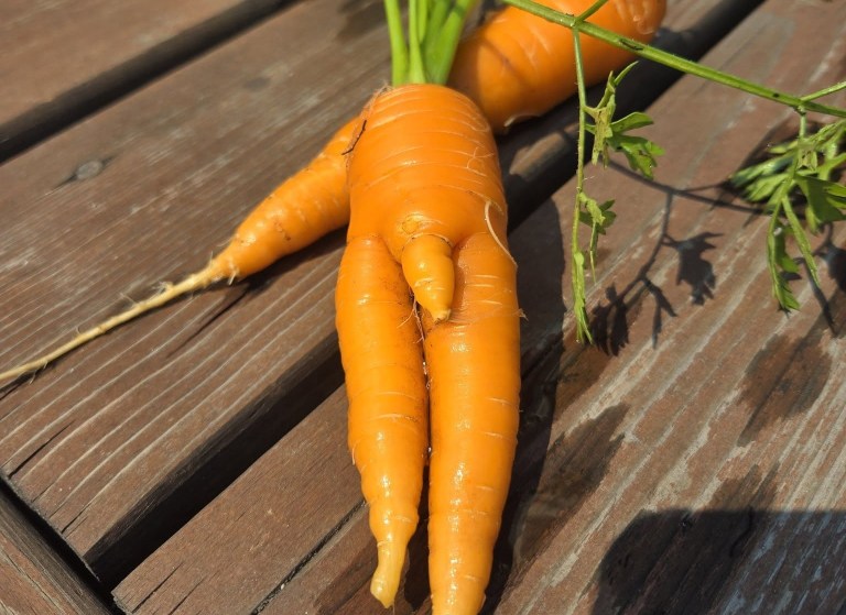 A carrot looks like it has three legs.
