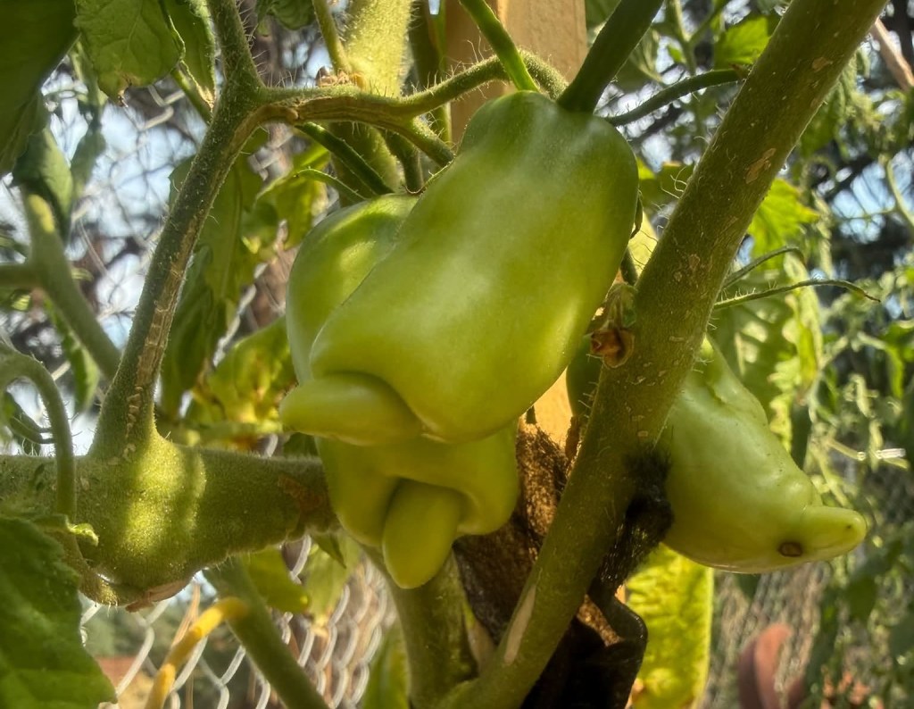 iN PHOTOS: Funny looking veggies crop up in Okanagan, Kamloops | iNFOnews.ca iN PHOTOS: Funny looking veggies crop up in Okanagan, Kamloops | iNFOnews.ca